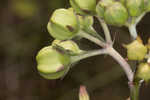 Largeflower milkweed